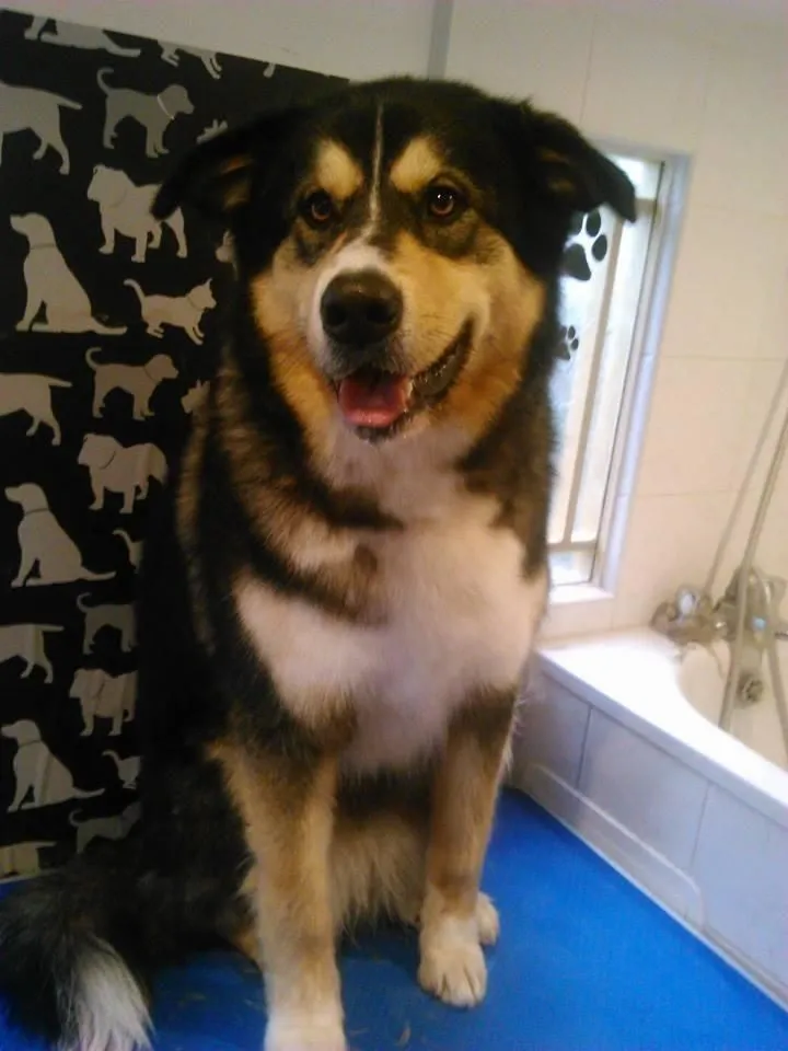 Business 11 image HAWT DOGZ