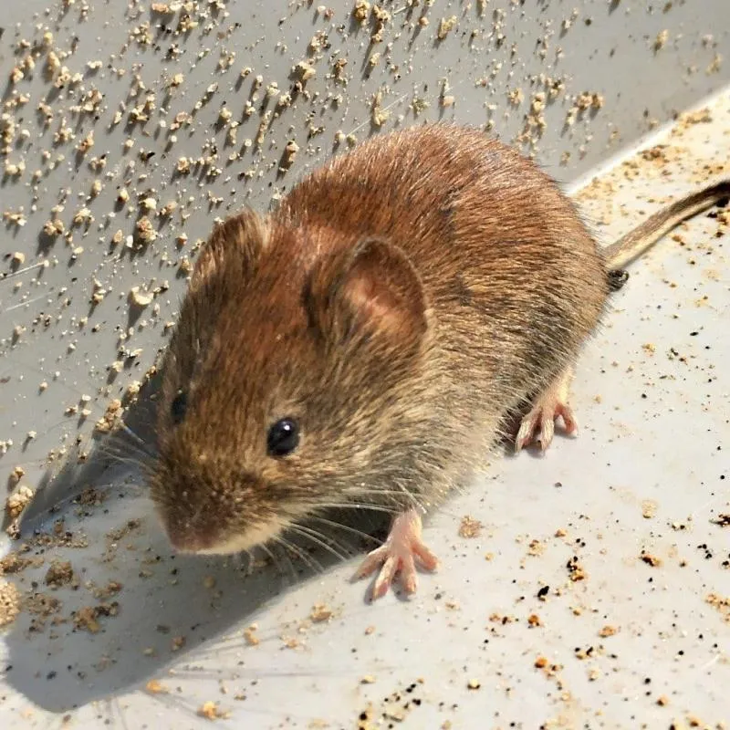 Business 2 image ULTIMATE PEST CONTROL DUBLIN