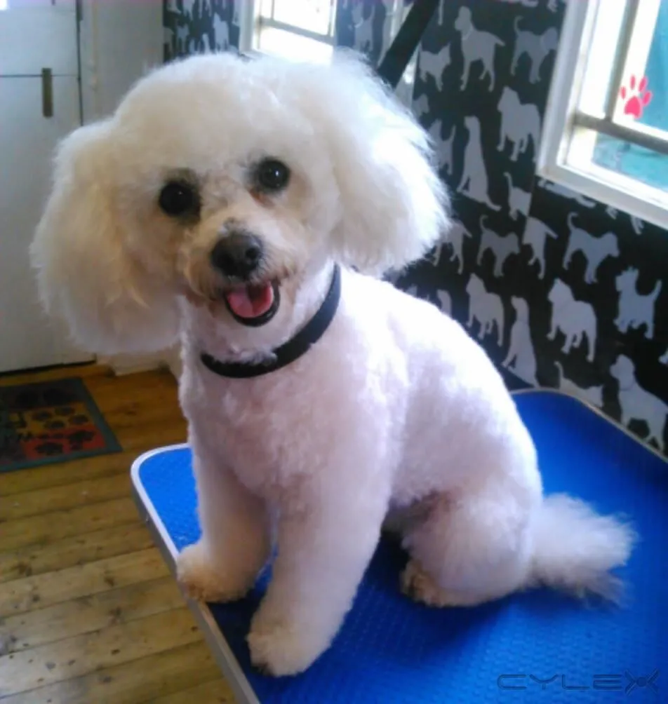 Business 18 image HAWT DOGZ